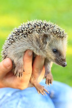igel in der hand II