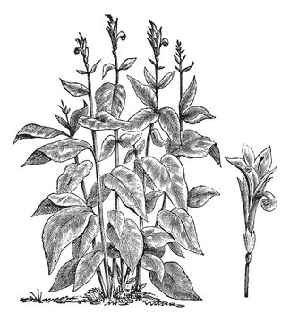Indian shot or Canna indica vintage engraving