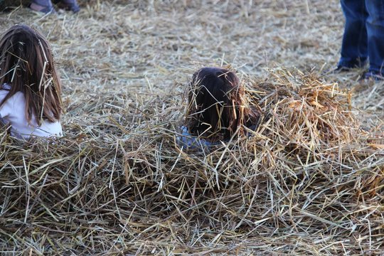 kinder spielend im stroh I