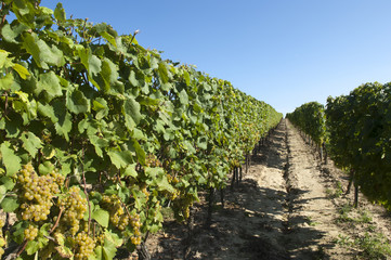 Fototapeta na wymiar Wine grapes in the vineyard