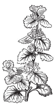 Common Horehound or Marrubium vulgare vintage engraving