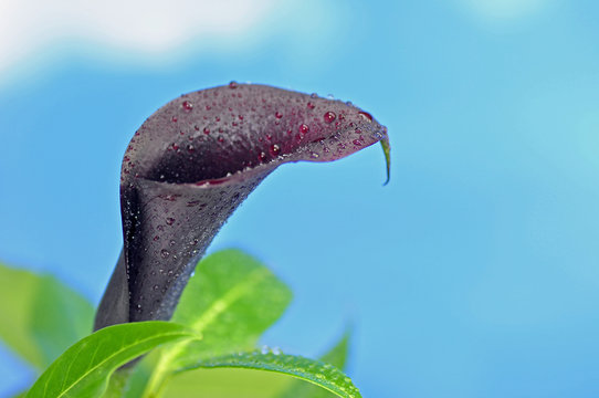 Bl&uuml;te