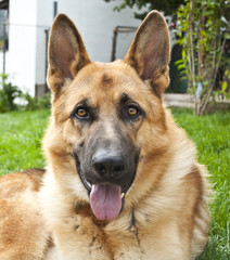 Portrait of german shepaherd