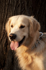 Happy Labrador retriever portrait