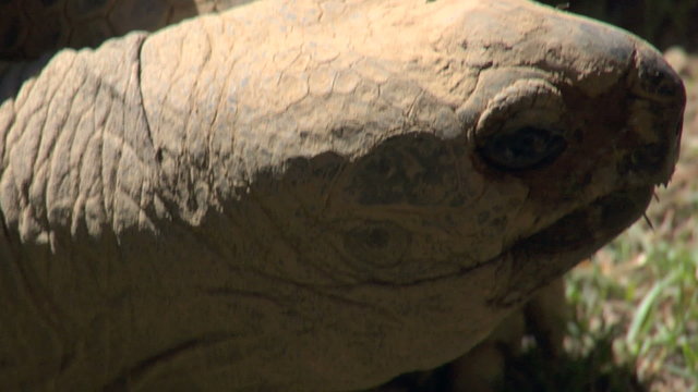 galapagos tortoise 03