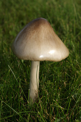 Brown mushroom in lawn