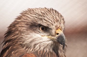 Hawk profile