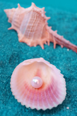 Fototapeta na wymiar Soft,beige shells and a pearl on rocky turquoise background