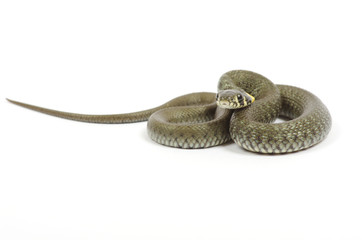snake