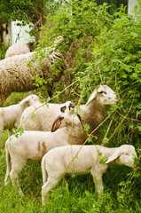 Fototapeta premium Flock of sheep grazing
