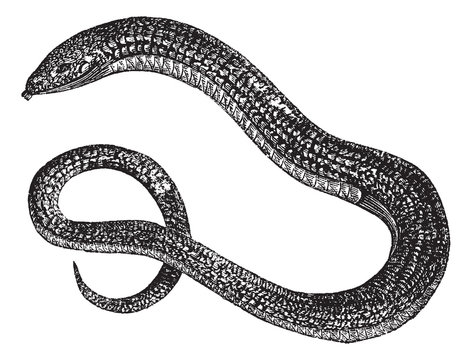 Eastern Glass Lizard or ophisaurus ventralis on white, vintage e