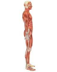 Male Muscular Anatomy Side View