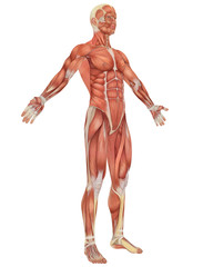 Male Muscular Anatomy Angled Front View