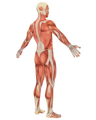 Male Muscular Anatomy Angled Rear View