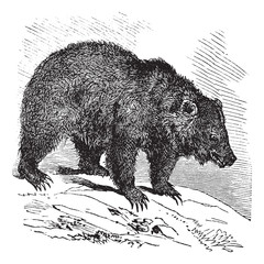Obraz premium JACK Bear (Ursus horribilis), vintage engraving