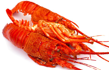 langoustes