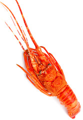langouste