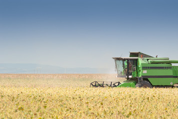 Obraz premium Combine harvesting soybeans