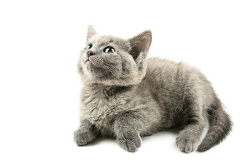 Grey kitten