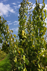 pear trees laden with fruit in an orchard in the sun