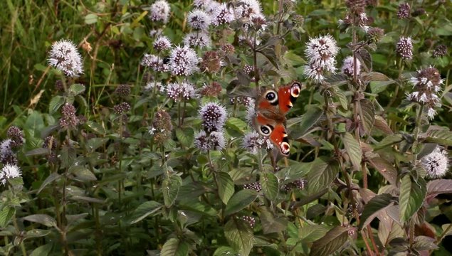 farfalla libera natura