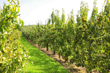 pear trees laden with fruit in an orchard in the sun