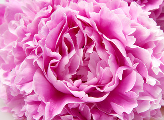 peonies
