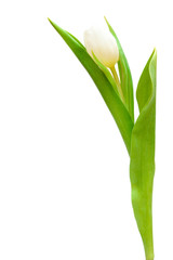 Fototapeta premium white tulip
