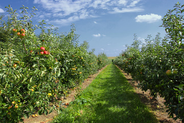 Fototapeta na wymiar jabłonie ładowane z jabłek w sadzie w lecie
