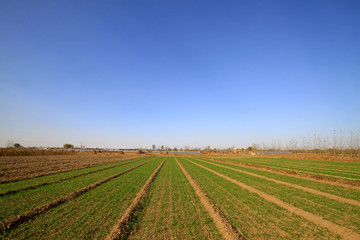Fototapeta na wymiar wheat field under the blue sky