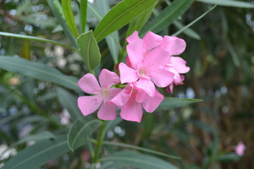 pink flower