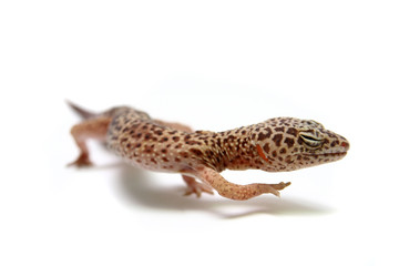 The Leopard gecko in front of a white background
