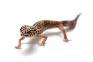 The Leopard gecko in front of a white background