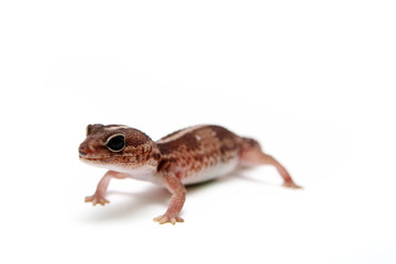 The Leopard gecko in front of a white background