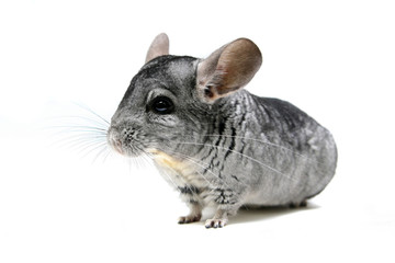 Chinchilla isolated on white