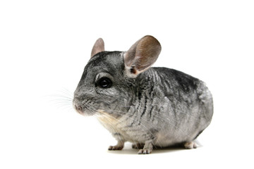 Chinchilla isolated on white