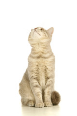 Gray scottish cat on the white background