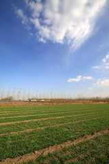 Fototapeta na wymiar wheat field under the blue sky