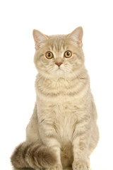 Gray scottish cat on the white background