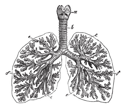 The lungs of man vintage engraving