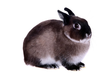 Dwarfish rabbit . Isolated on the white