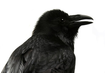 Common Raven portrait isolated on white