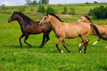 Red and brown horses running to the green meadow