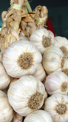 Knoblauch