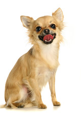 Chihuahua on the white background