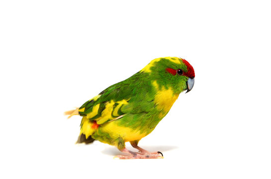 Fototapeta Red-fronted Kakariki parakeet