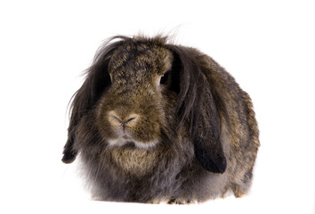 Brown lop-eared rabbit breeds Ram