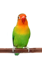 Obraz na płótnie Canvas Lovebird Agapornis fischeri (Fischer's Lovebird)