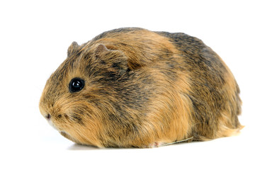Guinea pig in front of a white background