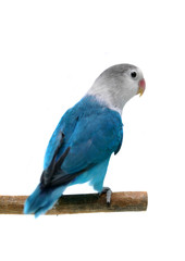Lovebird Agapornis fischeri (Clarified blue morph)